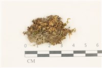 日本蛇苔藏品圖，第1張