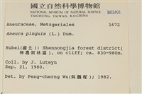 綠片苔藏品圖，第2張