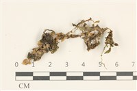 綠片苔藏品圖，第1張