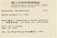 綠片苔藏品圖，第2張