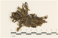 綠片苔藏品圖，第1張