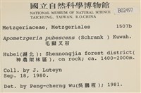 毛擬叉苔藏品圖，第2張