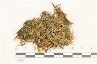 毛擬叉苔藏品圖，第1張