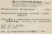 毛擬叉苔藏品圖，第2張