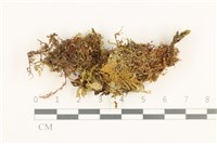 毛擬叉苔藏品圖，第1張