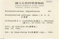 白青蘚藏品圖，第2張