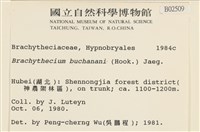 細枝青蘚藏品圖，第2張