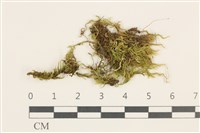 細枝青蘚藏品圖，第1張