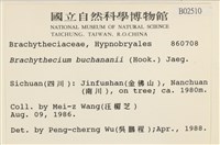 細枝青蘚藏品圖，第2張