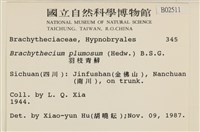 羽枝青蘚藏品圖，第2張