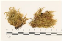 羽枝青蘚藏品圖，第1張