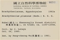 羽枝青蘚藏品圖，第2張