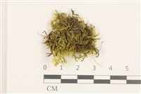 登錄號:B00002513藏品圖，第1張