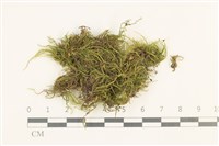 登錄號:B00002517藏品圖，第1張