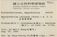 仰葉青蘚藏品圖，第2張