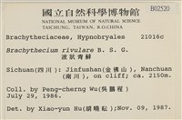 溪邊青蘚藏品圖，第2張