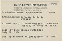 溪邊青蘚藏品圖，第2張