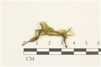 溪邊青蘚藏品圖，第1張