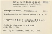 卵葉青蘚藏品圖，第2張