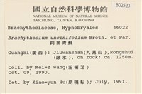 鉤葉青蘚藏品圖，第2張