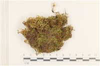 鉤葉青蘚藏品圖，第1張