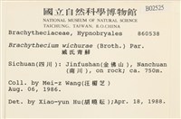 威氏青蘚藏品圖，第2張