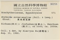 燕尾蘚藏品圖，第2張