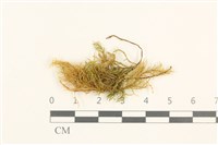 燕尾蘚藏品圖，第1張