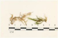 燕尾蘚藏品圖，第1張