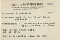 細葉櫛葉蘚, 毛葉梳蘚藏品圖，第2張