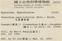 細葉櫛葉蘚, 毛葉梳蘚藏品圖，第2張
