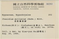 柔軟櫛葉蘚藏品圖，第2張