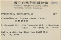 柔軟櫛葉蘚藏品圖，第2張