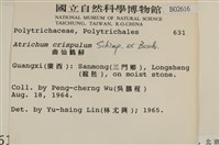 卷葉仙鶴蘚藏品圖，第2張