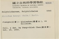 小仙鶴蘚藏品圖，第2張