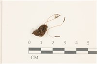 小仙鶴蘚藏品圖，第1張