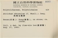 鈍葉仙鶴蘚藏品圖，第2張