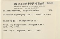 尖葉仙鶴蘚藏品圖，第2張