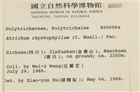 尖葉仙鶴蘚藏品圖，第2張