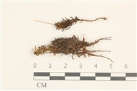 仙鶴蘚藏品圖，第1張