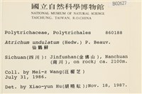 仙鶴蘚藏品圖，第2張