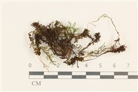 仙鶴蘚藏品圖，第1張