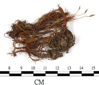 登錄號:B00002648藏品圖，第1張