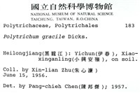 細葉金髮蘚藏品圖，第2張
