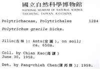 細葉金髮蘚藏品圖，第2張