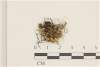 登錄號:B00002662藏品圖，第1張