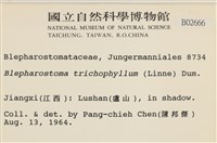 睫毛苔藏品圖，第2張
