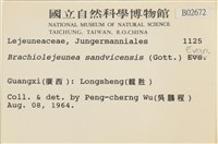 鰓葉苔藏品圖，第2張