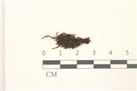 鰓葉苔藏品圖，第1張