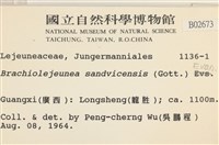 鰓葉苔藏品圖，第2張